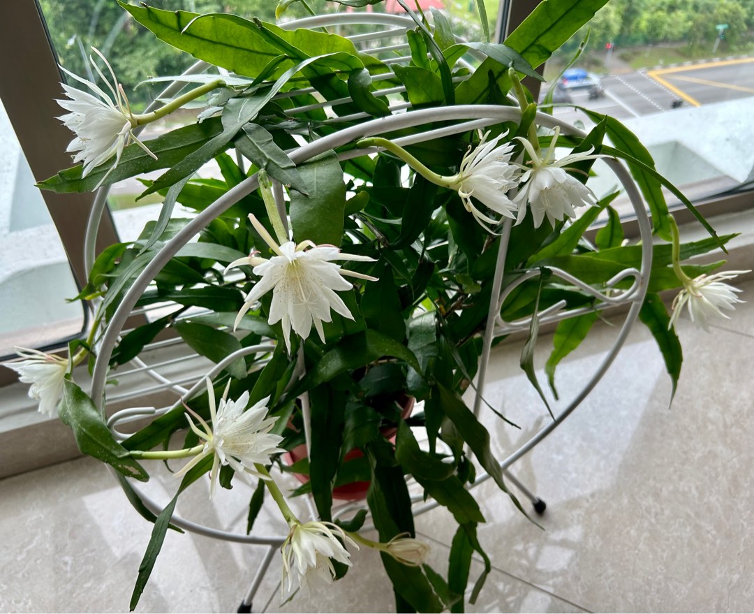 Epiphyllum Oxypetalum or Queen of the Night Flower Health Benefits