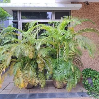 (Category: ) located in . Submitted by singarbo (Listing ID 1278475357, Image 1). Description: .