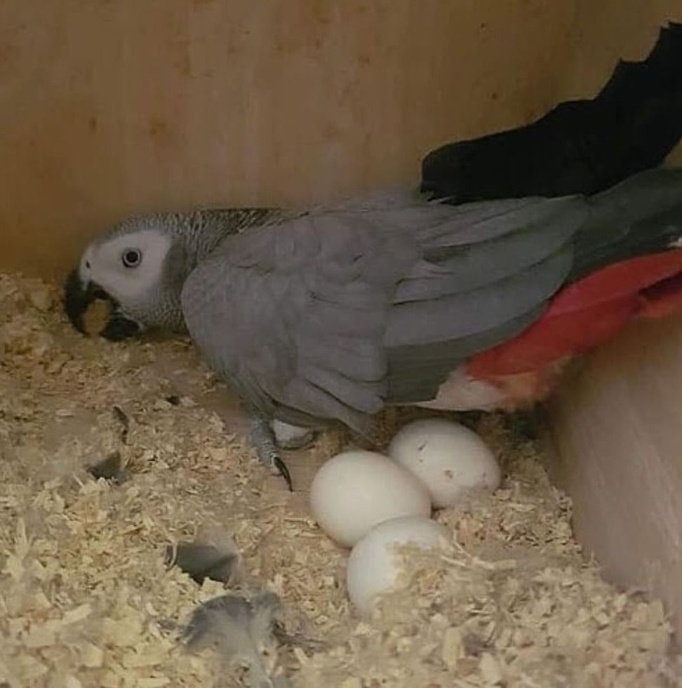 African Grey Parrot Eggs Available Pet Supplies Homes Other