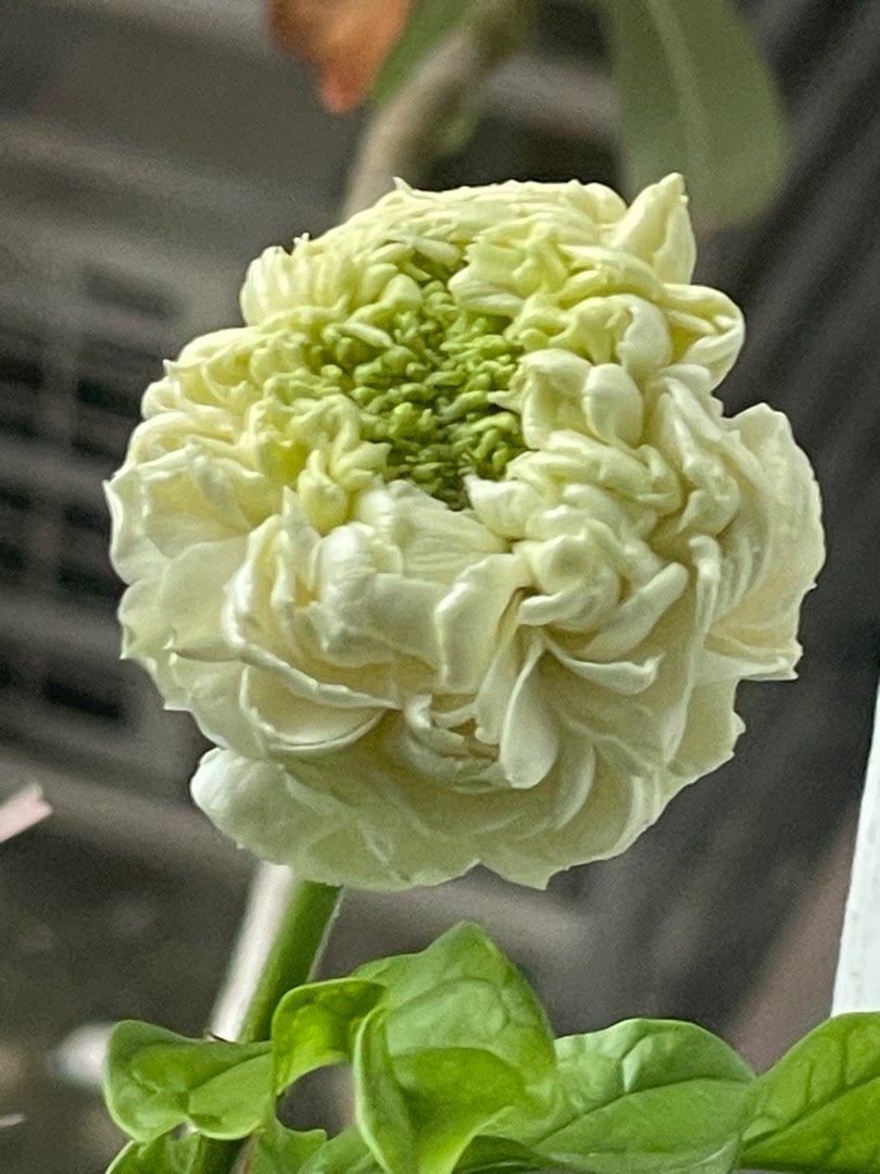 Grand duke Jasmine, Furniture & Home Living, Gardening, Plants & Seeds