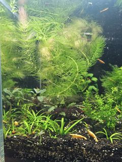 (Category: ) located in . Submitted by yqfalk (Listing ID 1278430625, Image 1). Description: .