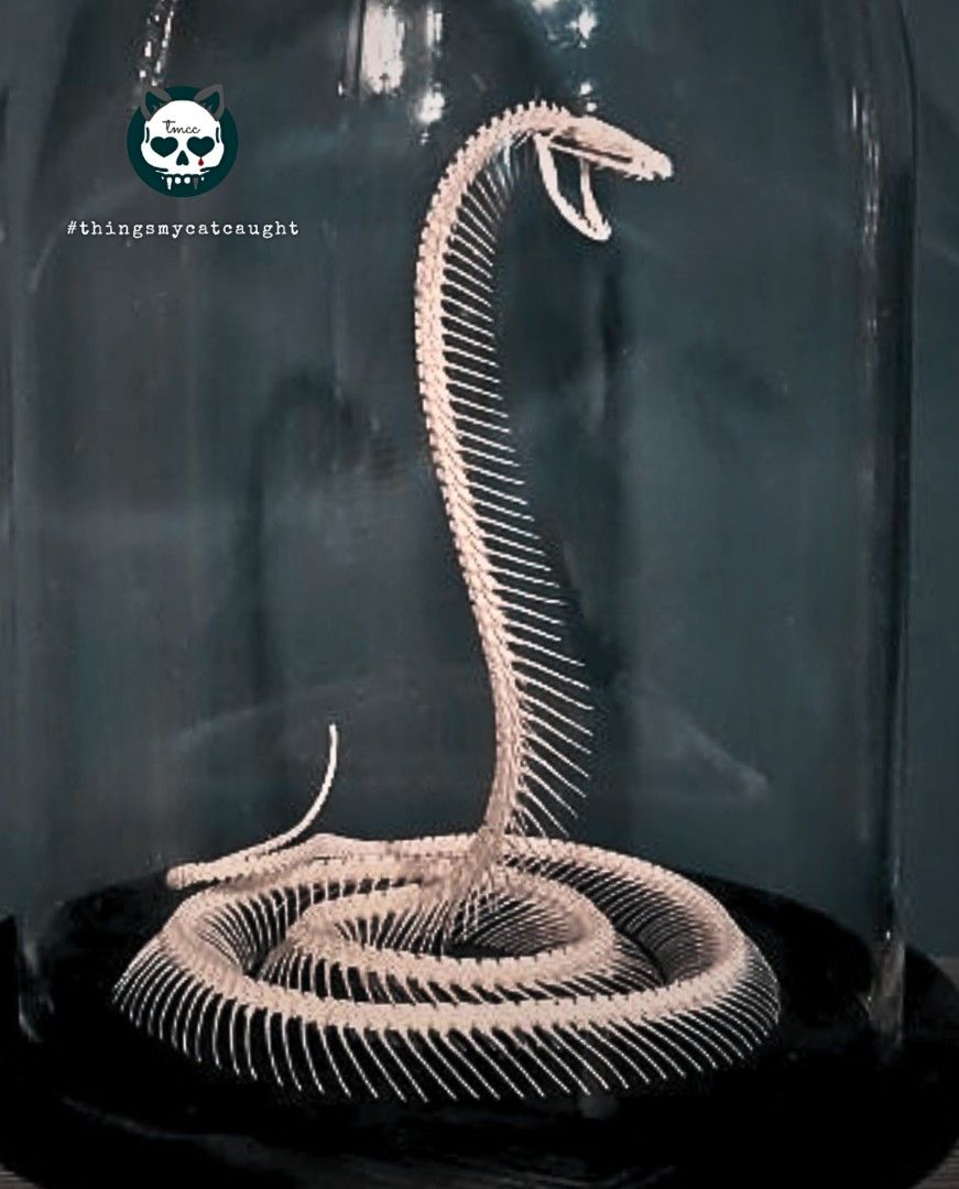 Snake bone taxidermy bones reptile display vertebrae glass dome ...