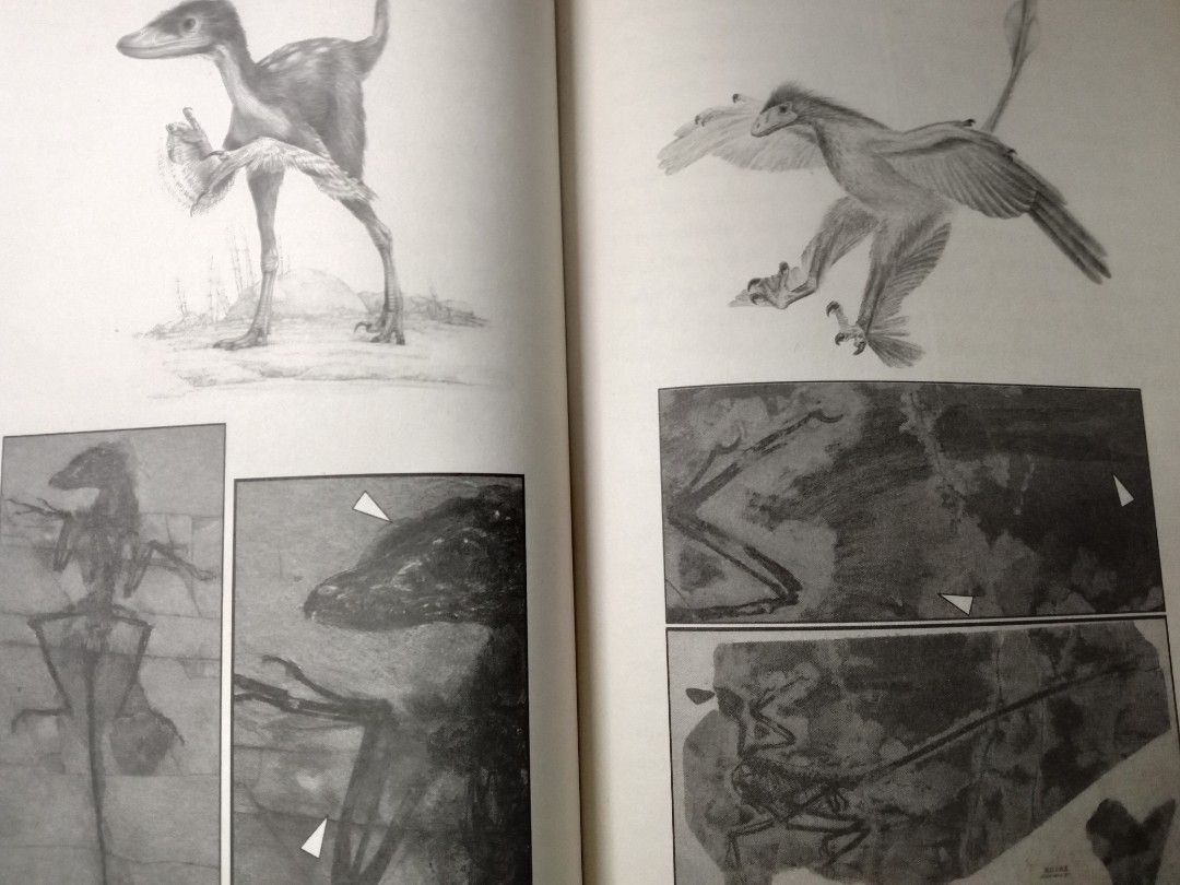 WHY EVOLUTION IS TRUE Hobbies Toys Books Magazines Storybooks On Why evolution is true hobbies toys books magazines storybooks on