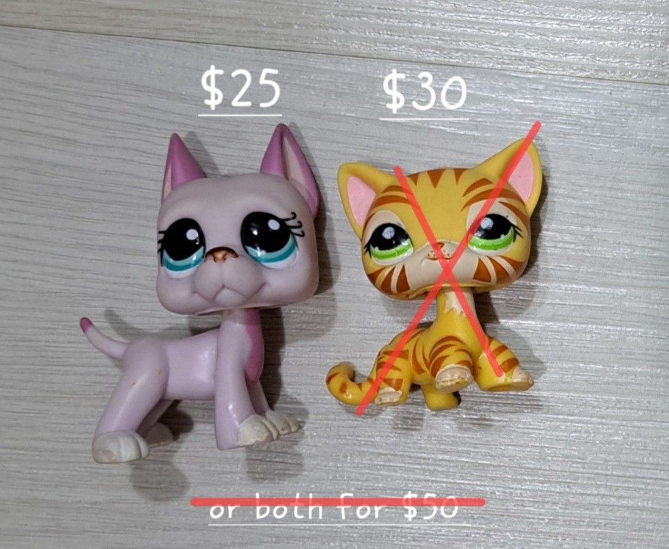 Rare lps shorthair cat sale