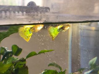 (Category: ) located in . Submitted by mroctopus (Listing ID 1278701419, Image 1). Description: .