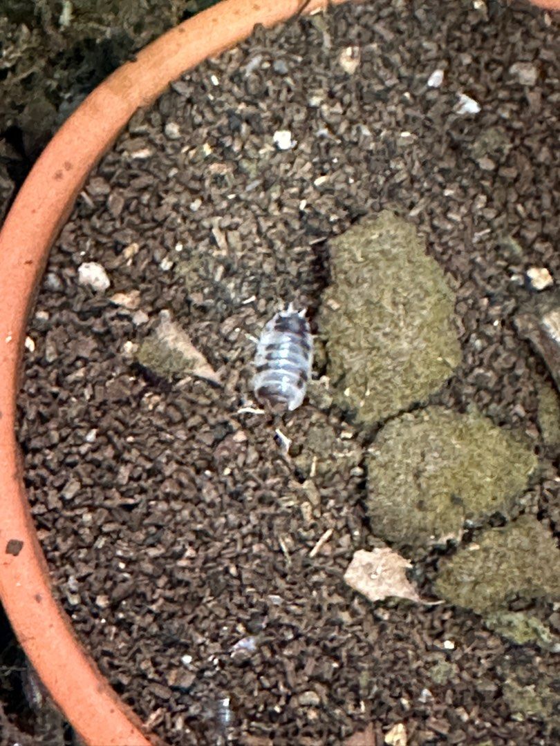 Dairy Cow Isopod Porcellio laevis, Pet Supplies, Pet Food on Carousell