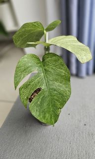 (Category: ) located in . Submitted by alohaplants (Listing ID 1279041442, Image 1). Description: .