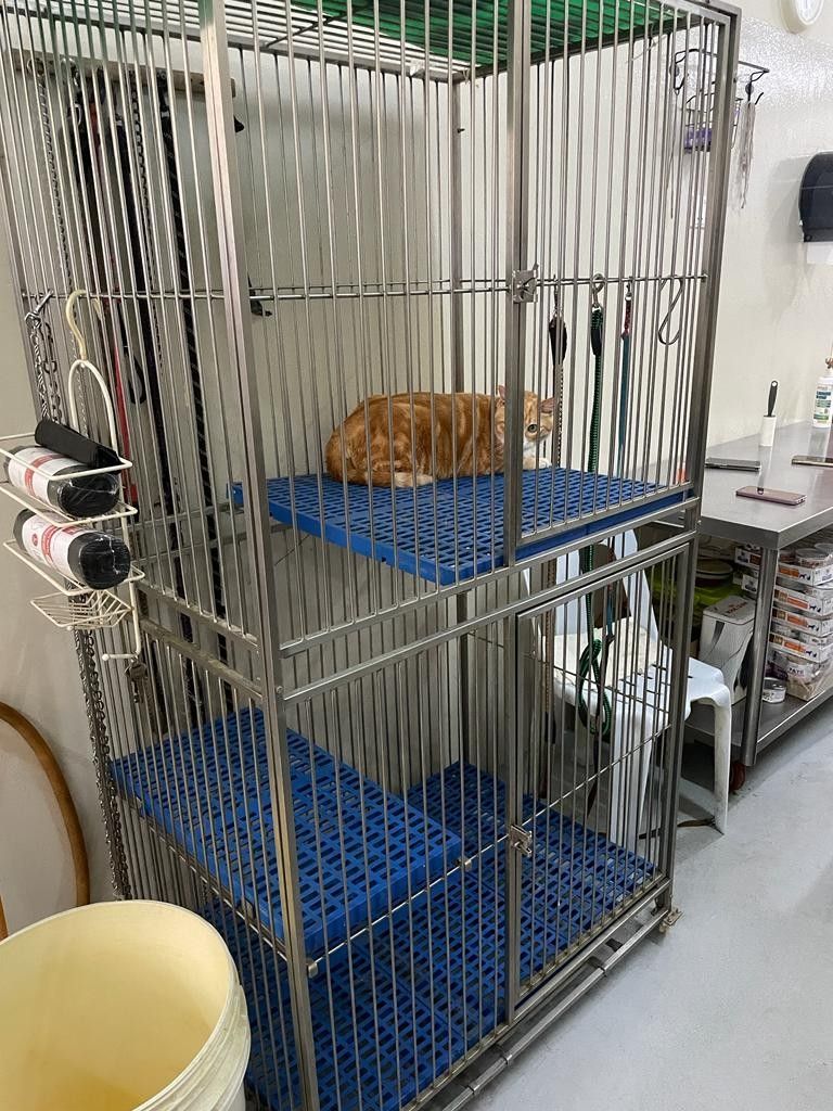 Stainless steel cat cage online