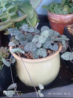String of Hearts Ceropegia woodii node cutting only succulent