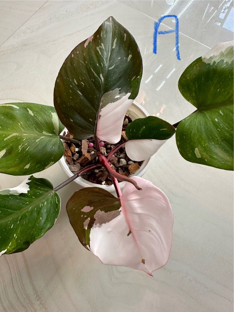Philodendron Rd Anderson Updated pics! Philodendron Red Anderson, Furniture & Home Living ...