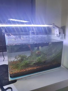 (Category: ) located in . Submitted by seelive88 (Listing ID 1279244973, Image 1). Description: .