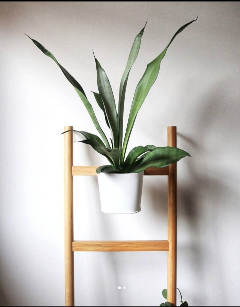 Ikea Satsuma Ladder Plant stand, Furniture & Home Living, Gardening