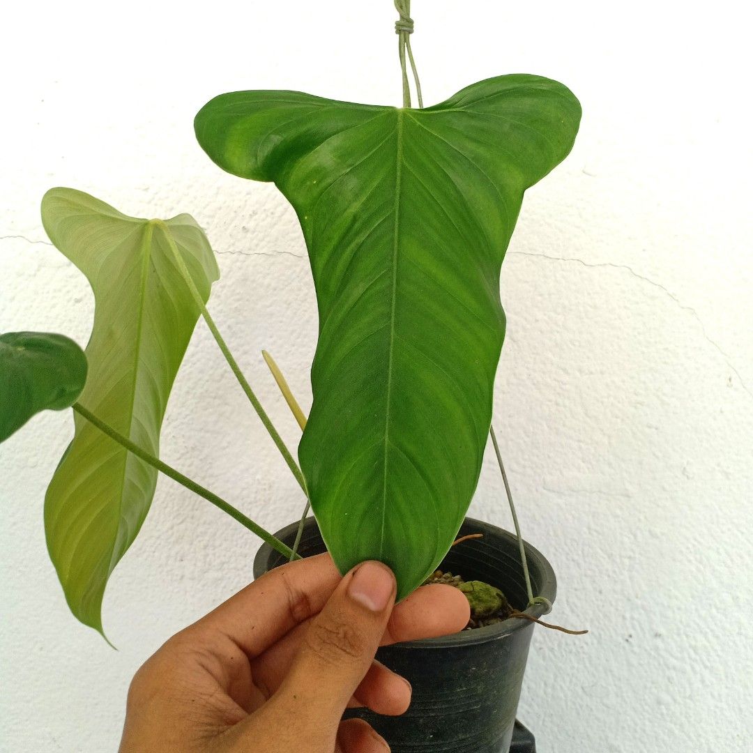 Philodendron Sharoniae Goat, Furniture & Home Living, Gardening, Plants &  Seeds on Carousell