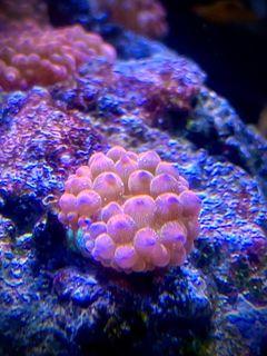 (Category: ) located in . Submitted by agstan38 (Listing ID 1279351920, Image 1). Description: .