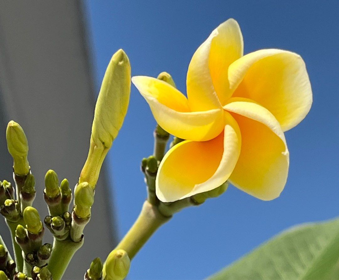 Vente En Ligne De Frangipanier - Plumeria - Promesse De Fleurs