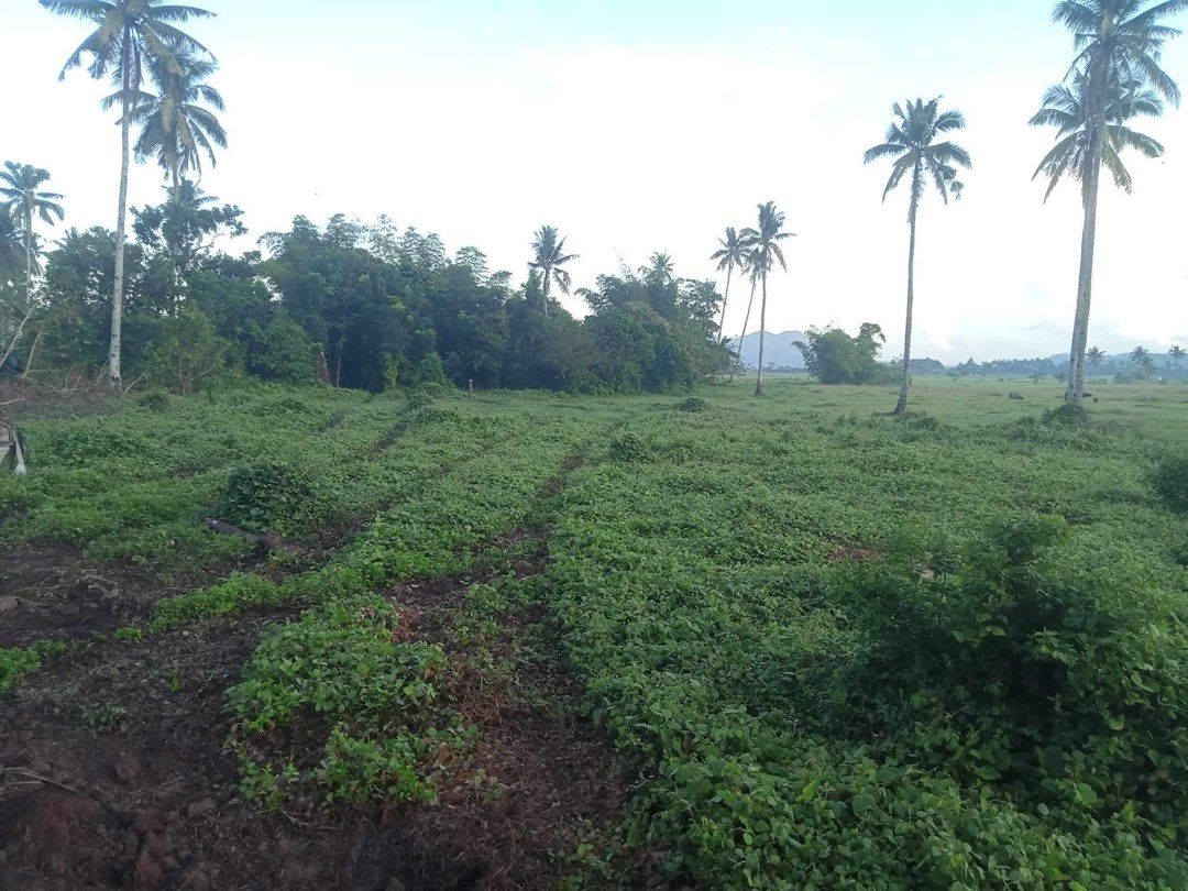 Farm Lot in Agusan Del Norte, Property, For Sale, Lot on Carousell