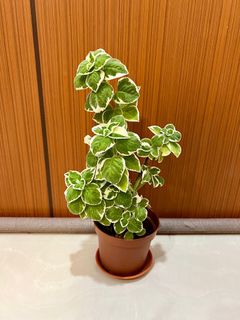 (Category: ) located in . Submitted by PlantsJoy (Listing ID 1279489137, Image 1). Description: .