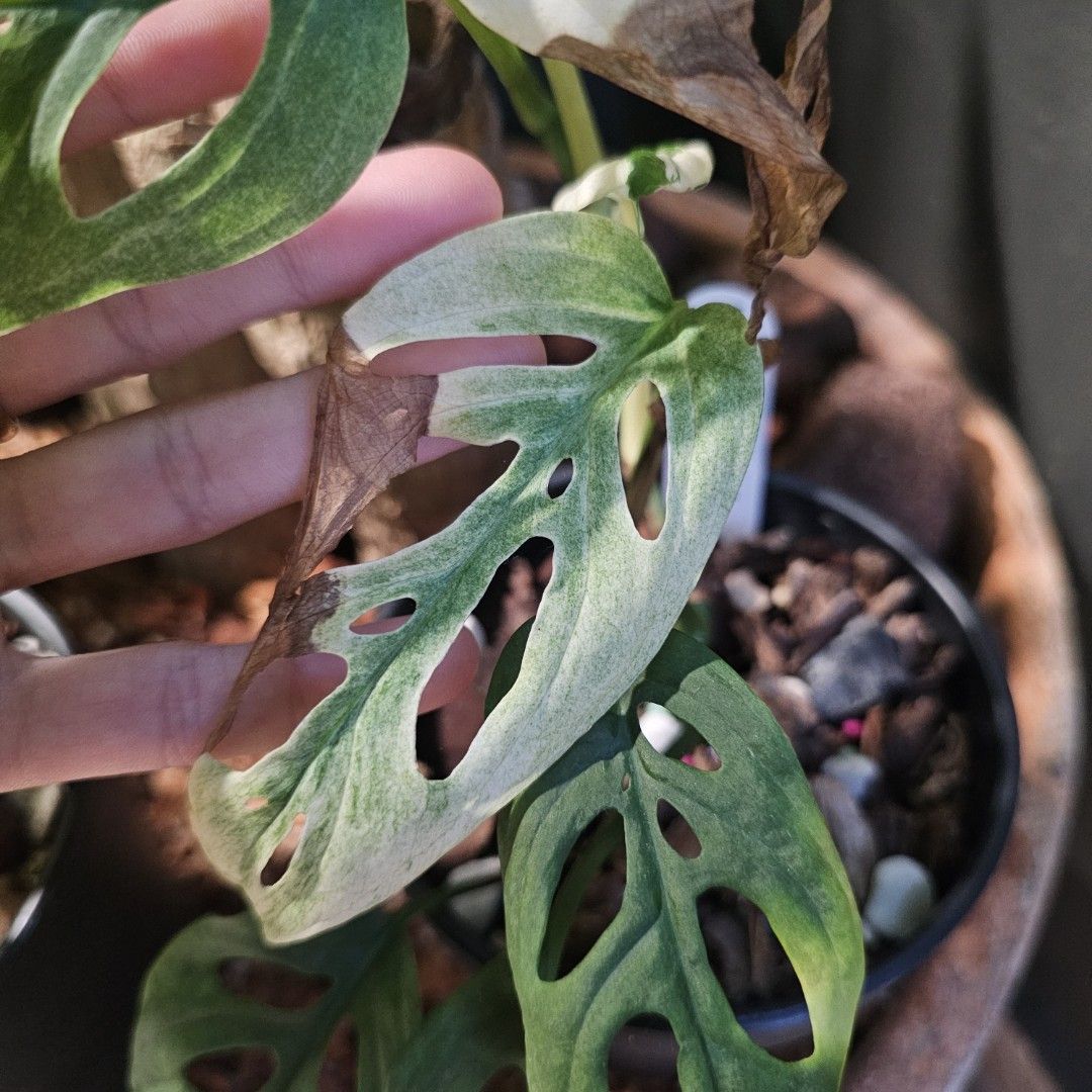 philodendron xanadu mature Xanadu Philodendron