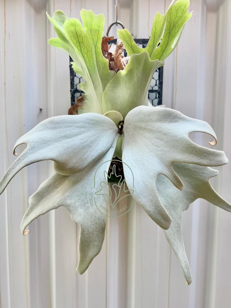 p.willinckii Zero （側芽）特價出., 傢俬＆家居, 園藝, 植物及種子