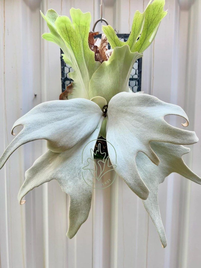 p.willinckii Zero （側芽）特價出., 傢俬＆家居, 園藝, 植物及種子