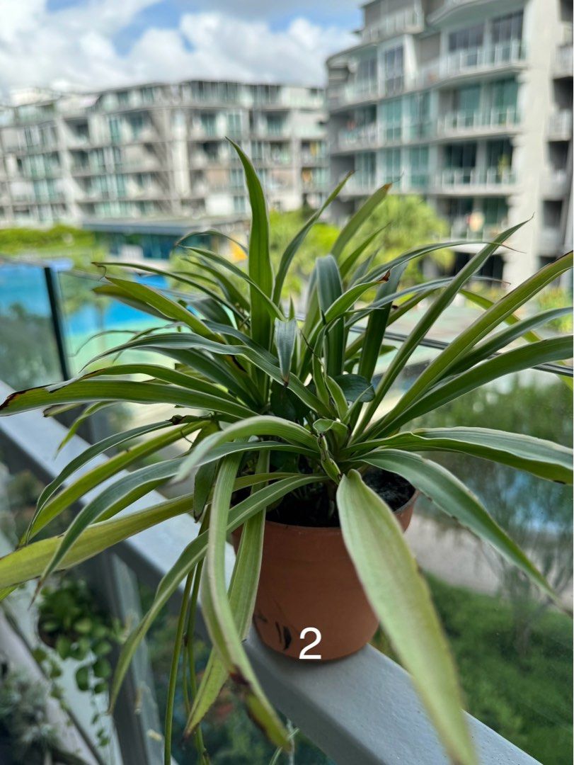 Spider plants for sale furniture home living gardening plants