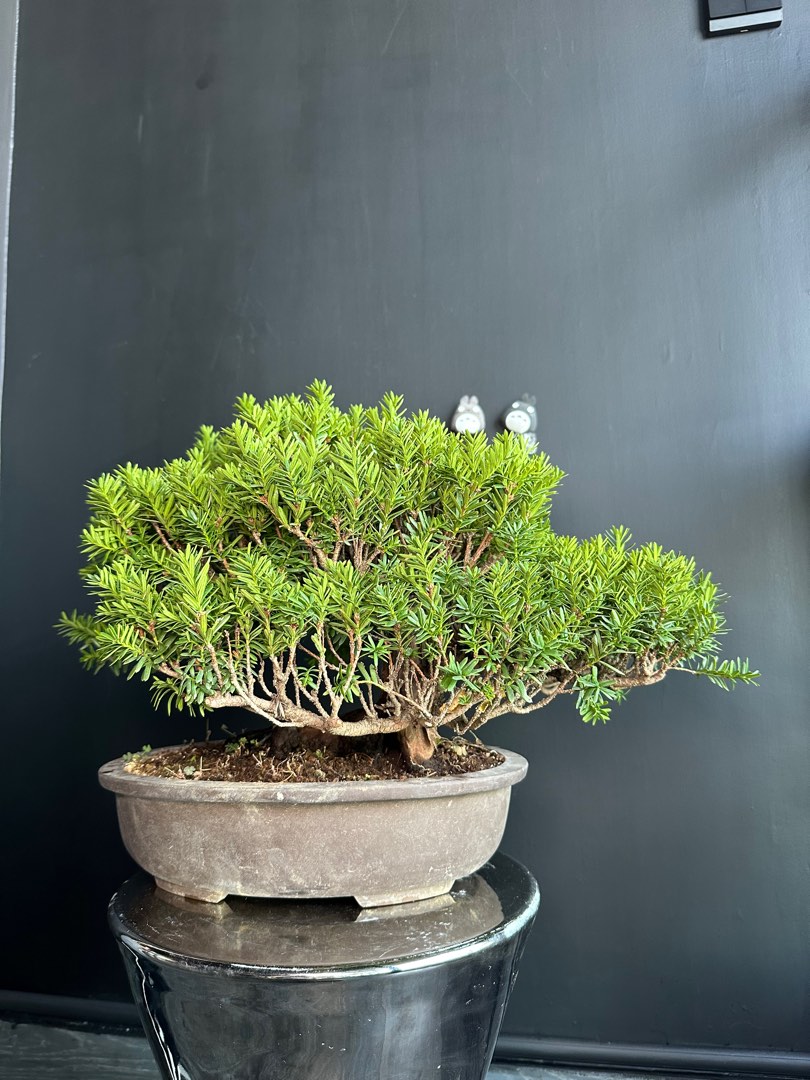 日本🇯🇵一位Taxus Cuspidata ｜植物盆景盆栽bonsai 真柏五葉松, 傢俬