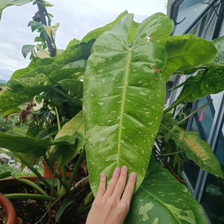 (Category: ) located in . Submitted by plantshop (Listing ID 1279501329, Image 1). Description: .