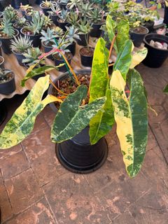 (Category: ) located in . Submitted by plantslover77 (Listing ID 1279841081, Image 1). Description: .