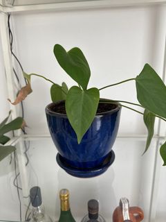 （分類：）位於 。 由 nmphk 提交（商品編號 1279812409，圖片 1）。簡介： 。