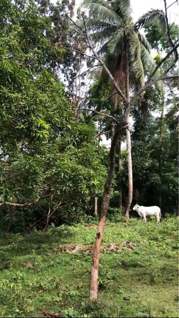 Emilio Aguinal Bailen Cavite Near Alfonso Tagaytay Farm Lot For Sale, Property, For Sale, Lot on