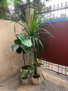 Plant Set (Fiddle Leaf Tree, Yucca Tree, Syngonium Albo, Paraiso Verde)
