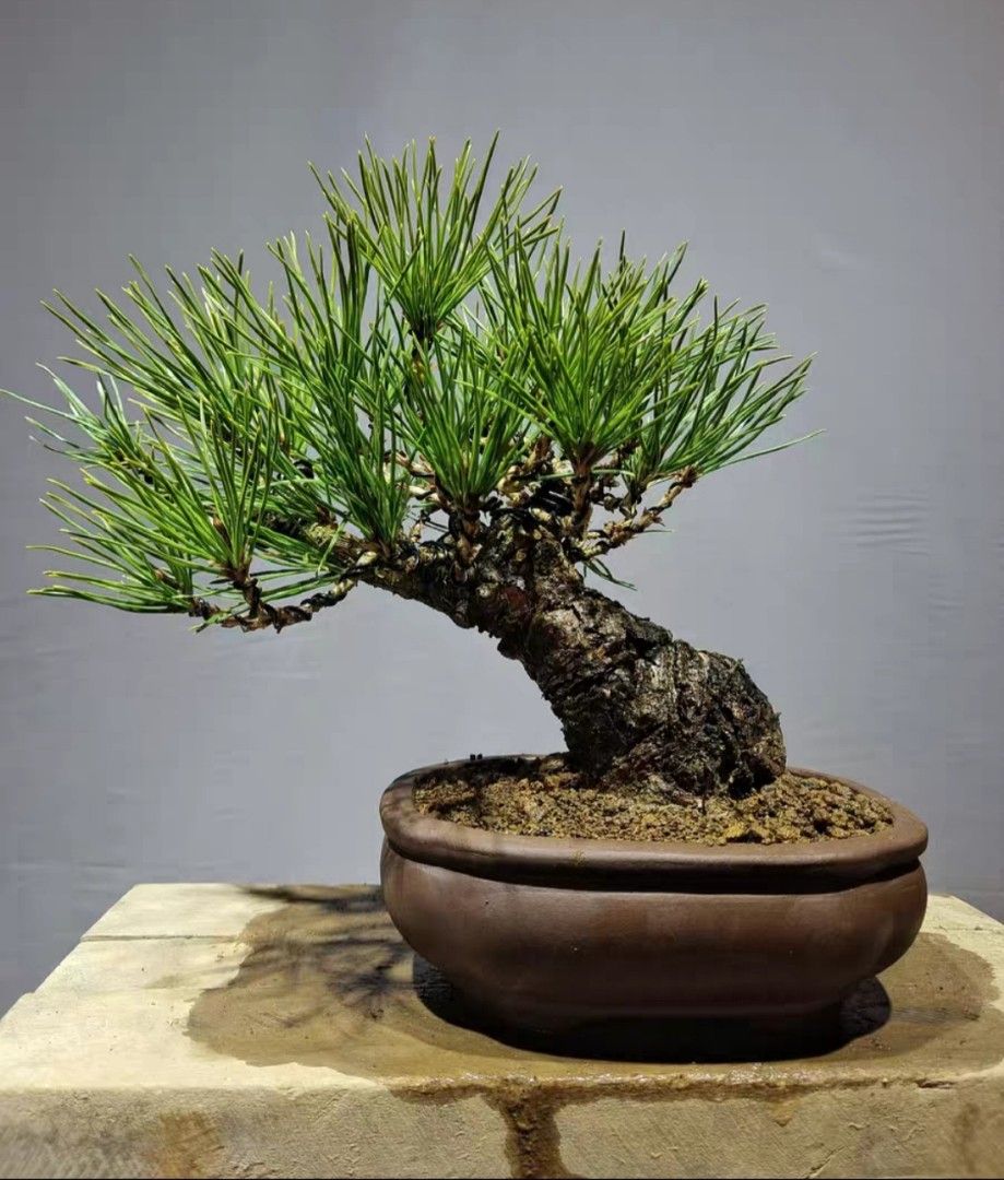 ***RESERVED SHOHIN BLACK PINE BONSAI FOR SALE, Furniture & Home Living