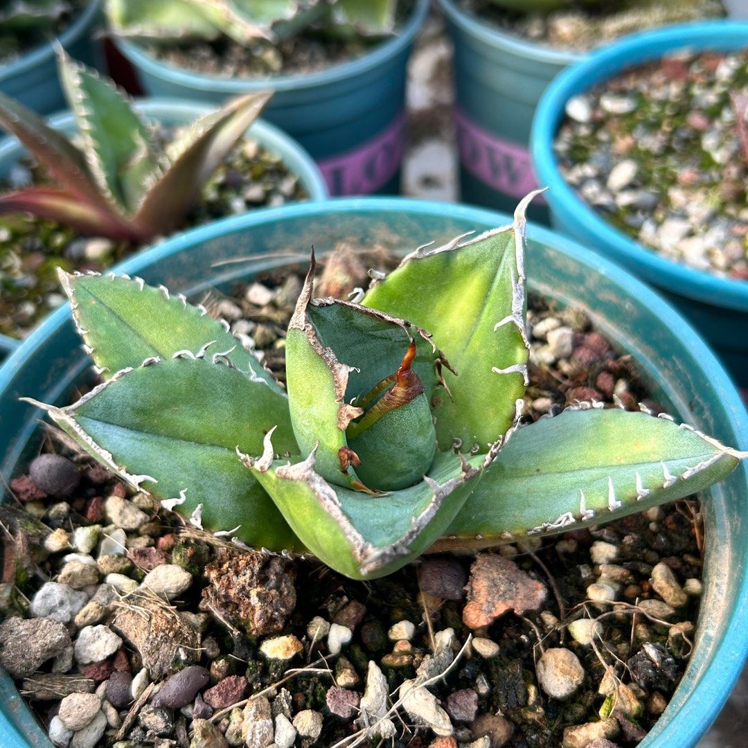 SG3144-精品立可白嚴龍/南非鑽石🔥多肉植物小盆栽禮物🔥, 傢俬