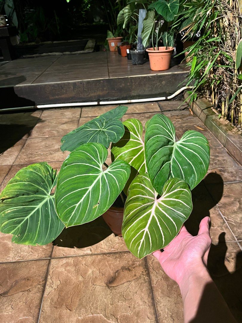 26cm leaves)Philodendron Gloriosum Zebra, Furniture & Home Living,  Gardening, Plants & Seeds on Carousell