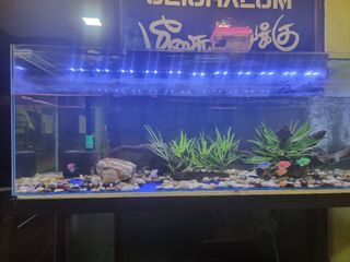 (Category: ) located in . Submitted by saralash (Listing ID 1280546095, Image 1). Description: .