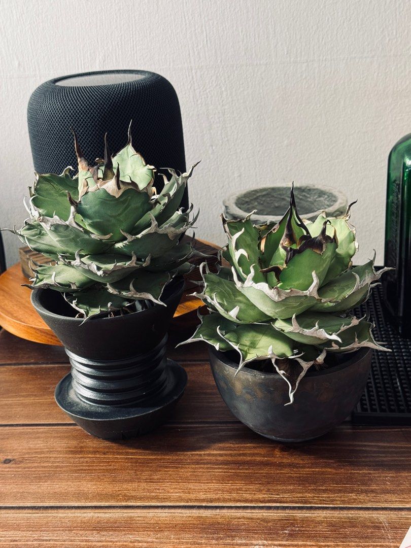 Agave titanota Hades 134