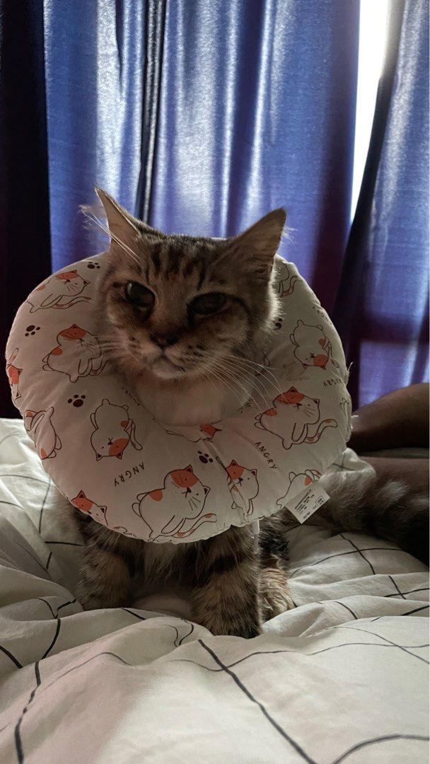 Cat sale neck ring