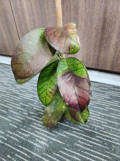 (Category: ) located in . Submitted by wedgee (Listing ID 1280516055, Image 1). Description: .