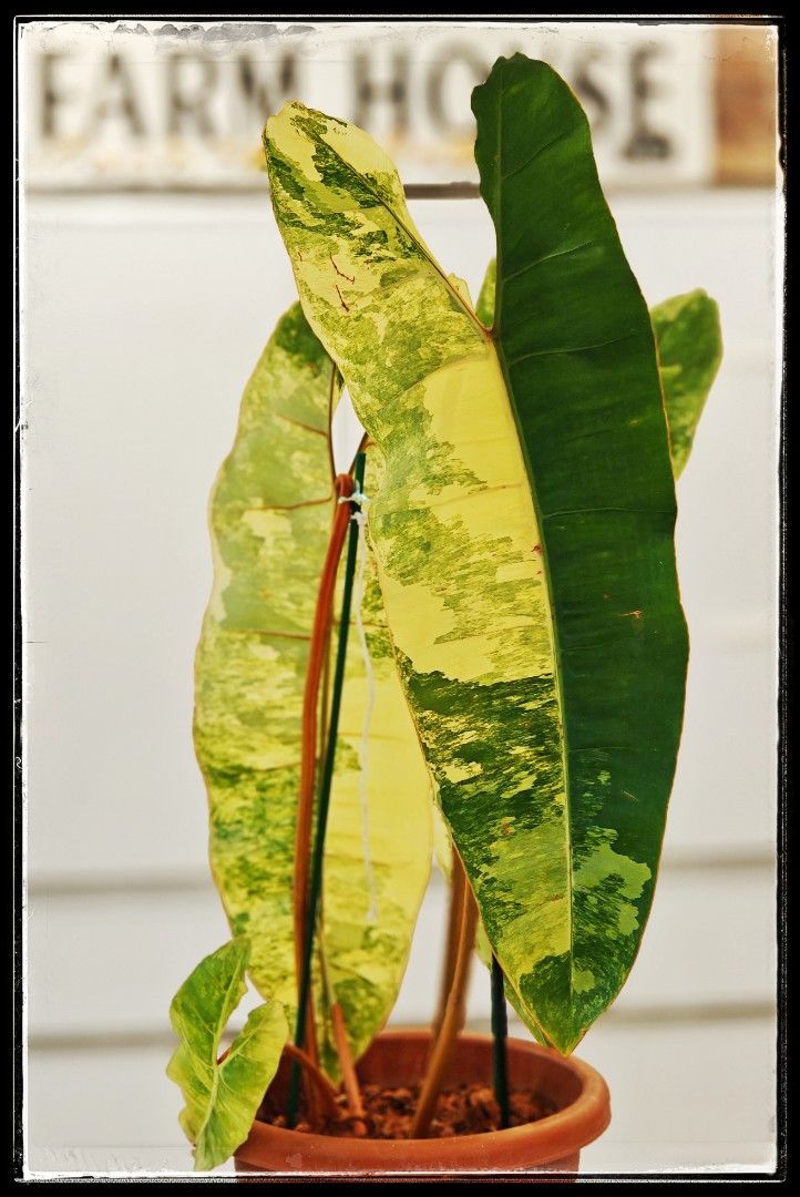 Philodendran Billietiae Variegated, Furniture & Home Living, Gardening ...