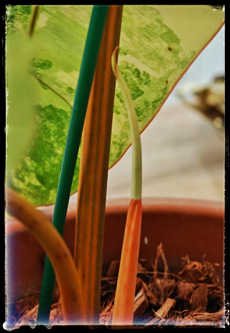 Philodendran Billietiae Variegated, Furniture & Home Living, Gardening ...
