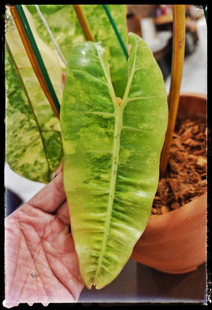 Philodendran Billietiae Variegated, Furniture & Home Living, Gardening ...