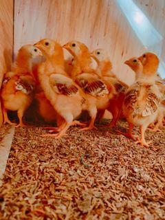 Rhode Island Red Chicks pure Silang Cavite