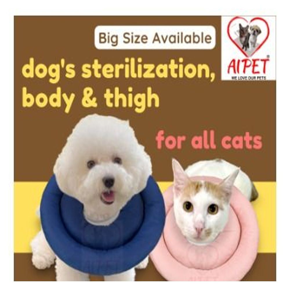 Cat in dog cone sale