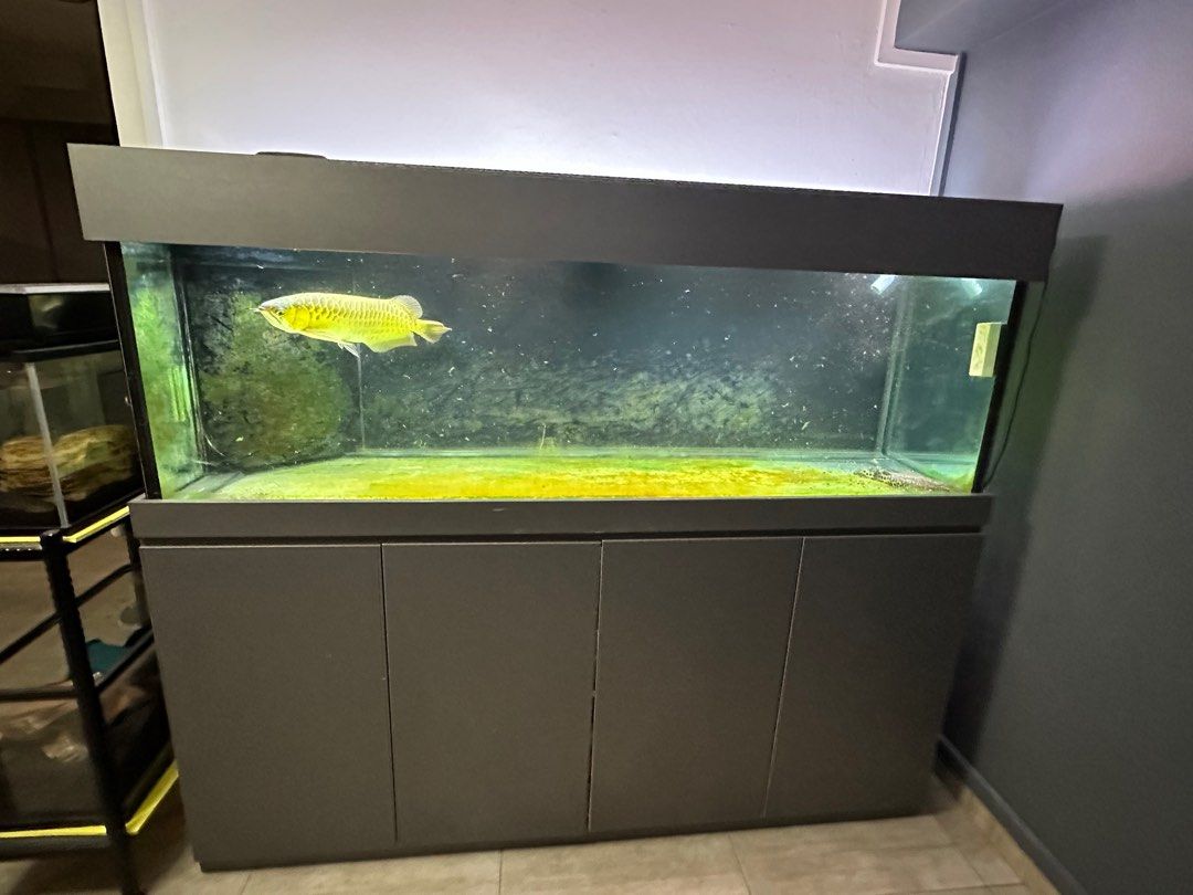 Fish tank 622 with sump Pet Supplies Homes Other Pet Accessories on Carousell