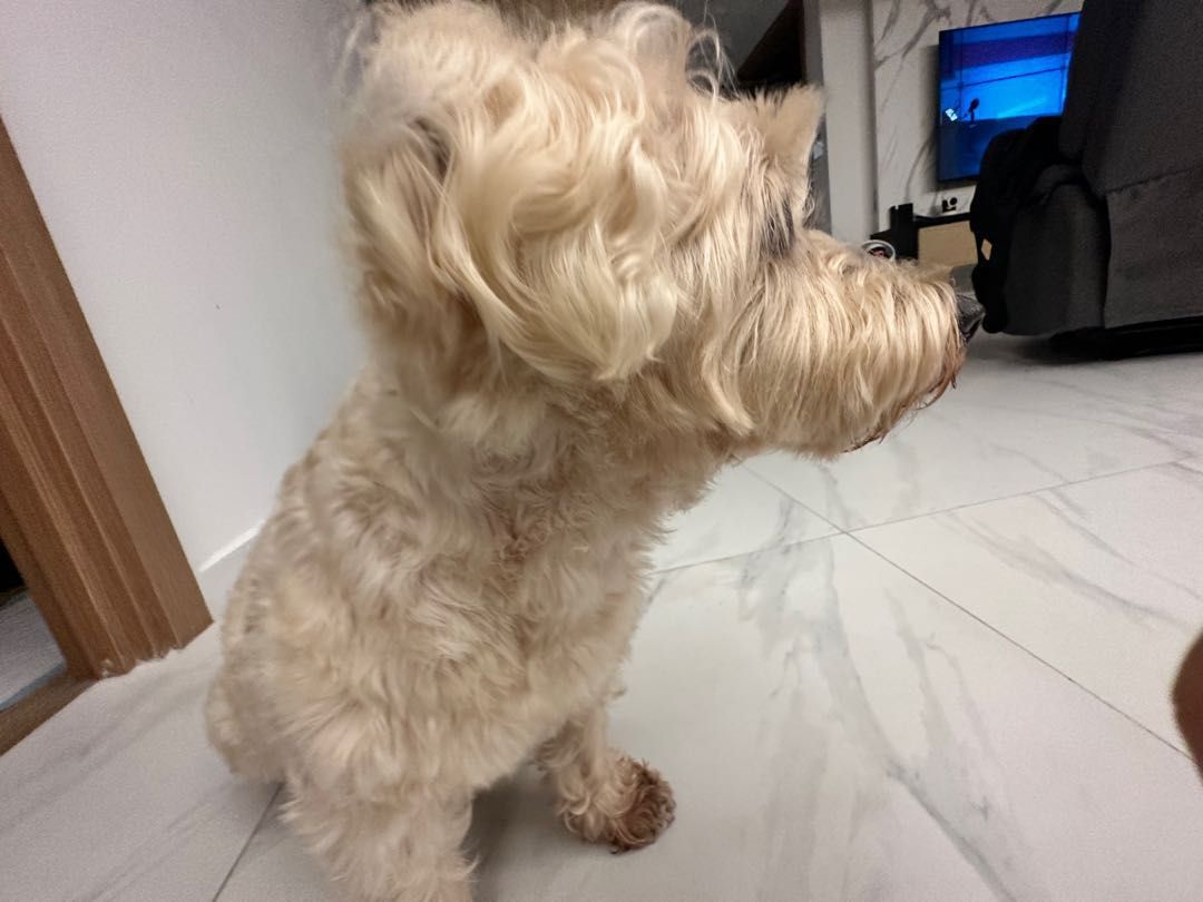 Boarding for small deals dogs near me