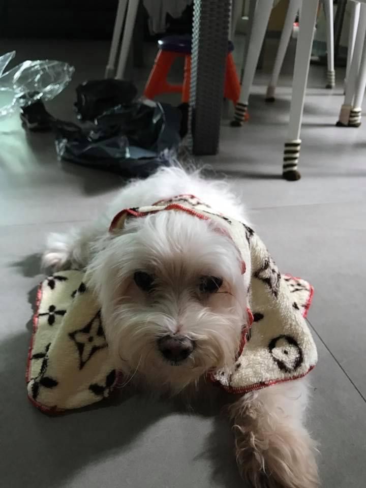 Dog boarding for small hotsell dogs