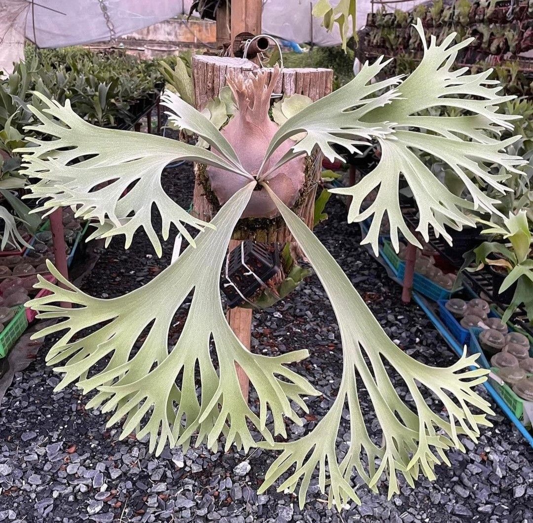 celso tatsuta oc セルソタツタ オリジナル 板付け 良いサイズ tatsuta