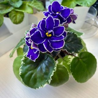 （分類：）位於 。 由 ellioo 提交（商品編號 1275919742，圖片 1）。簡介： 。