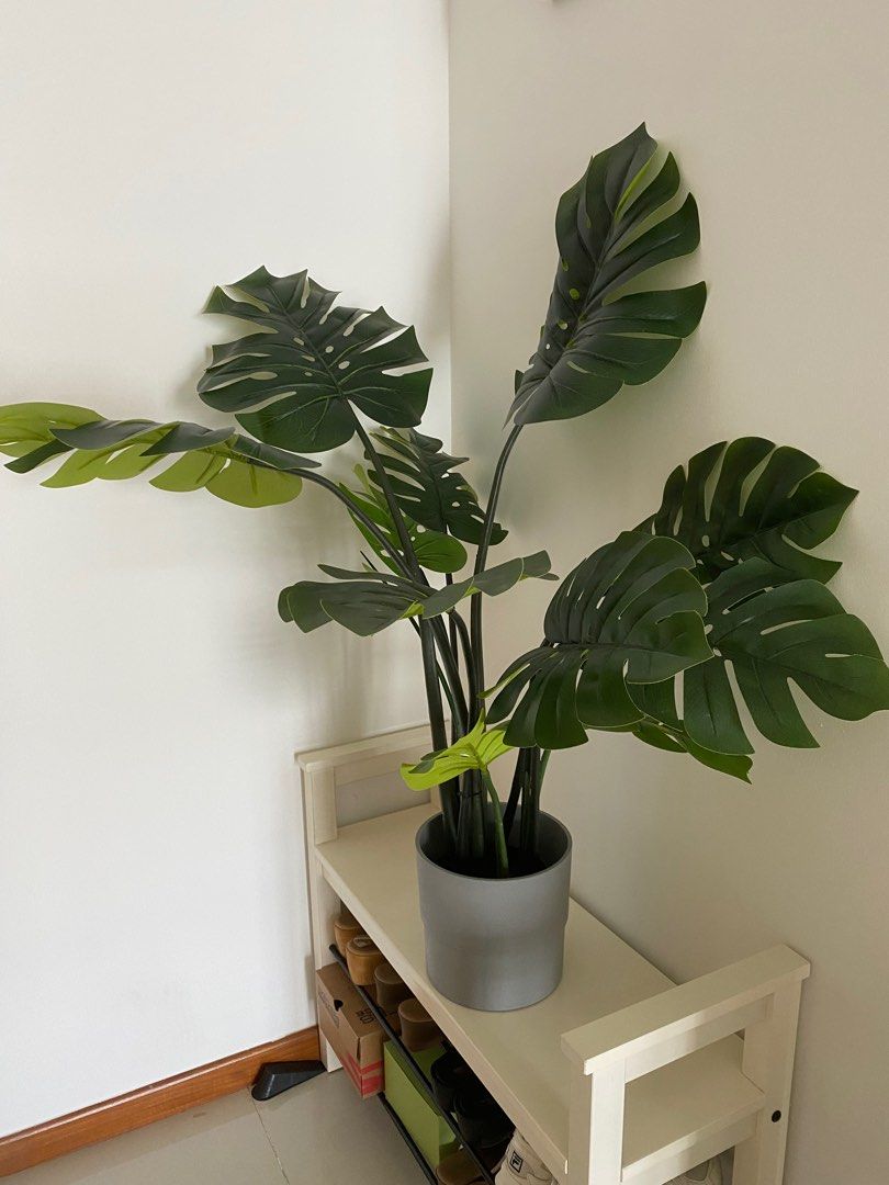 philodendron pink princess mehr pink Philodendron Pink Princess in Trellis, Philodendron Erubescens main image 1
