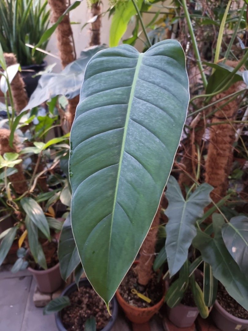 philodendron pflegeleicht Philodendron Birkin – Foliage Dreams main image 0